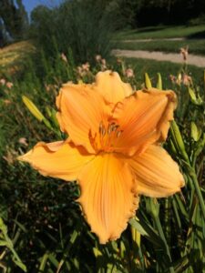 Foto von Cordure Peach