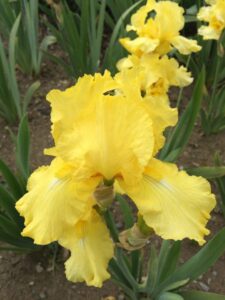 Foto von Corn Harvest - R