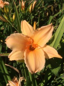 Foto von Court Of Honor