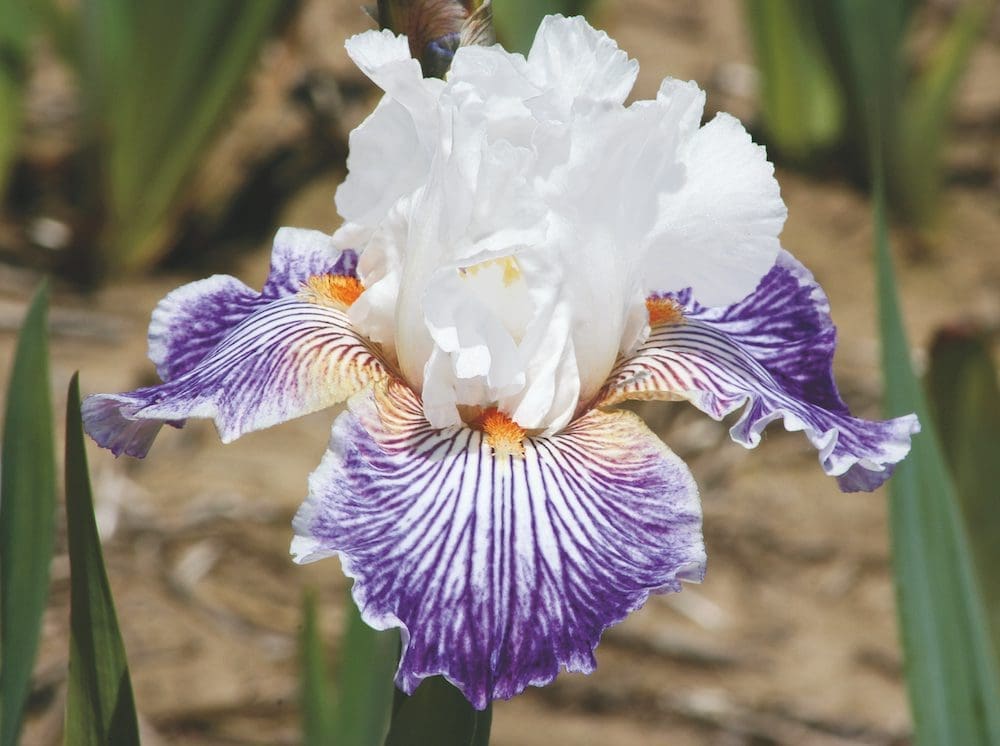 Foto von Crow'S Feet