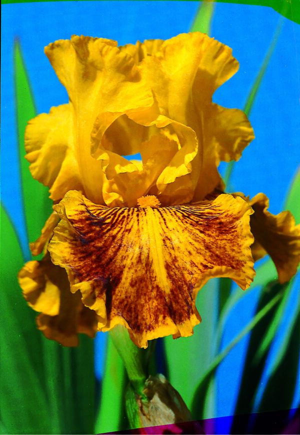 Foto von Dazzling Gold