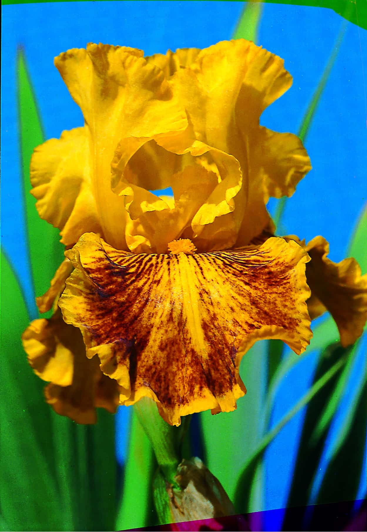 Foto von Dazzling Gold