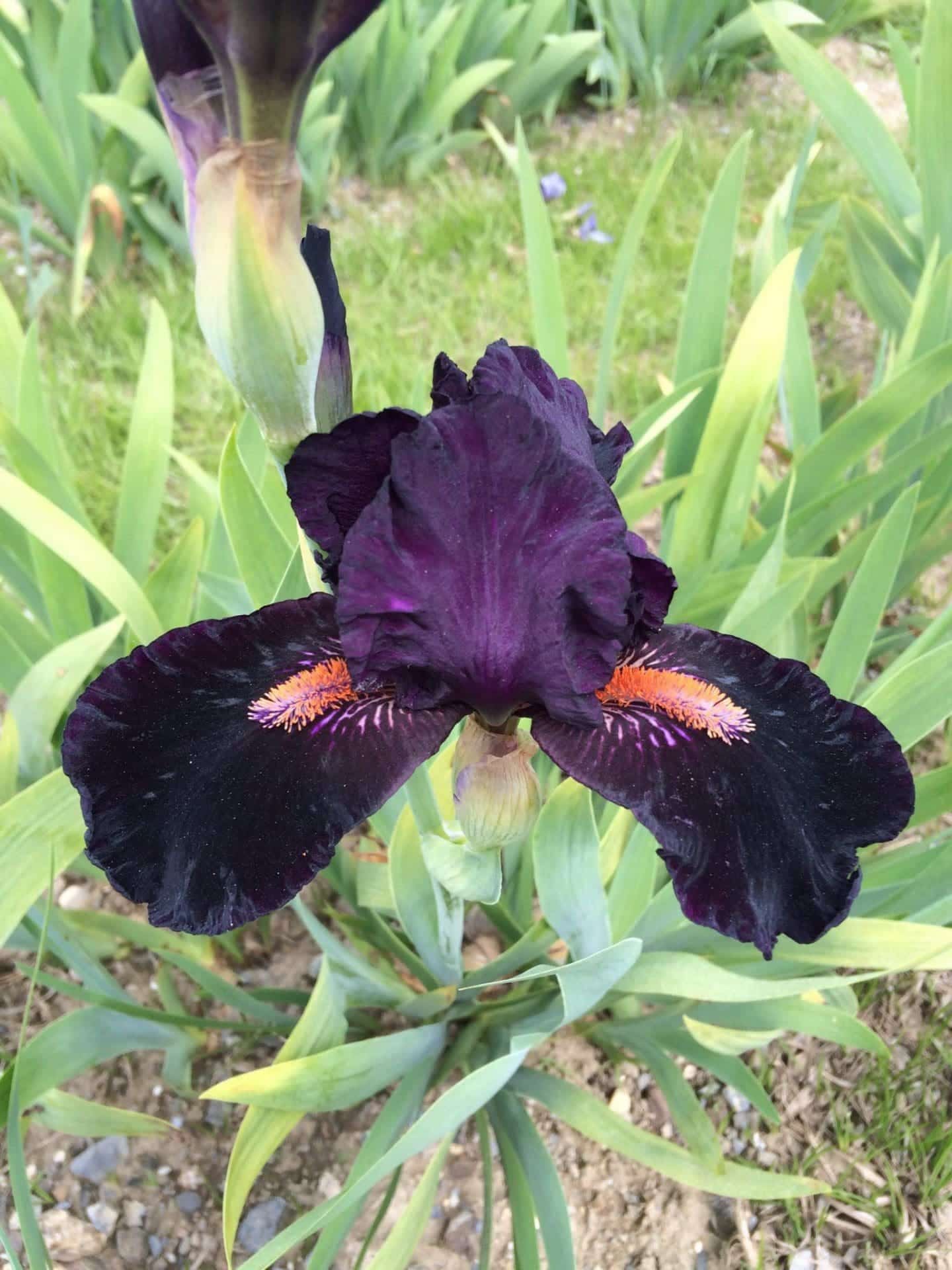 Photo of Devil My Care