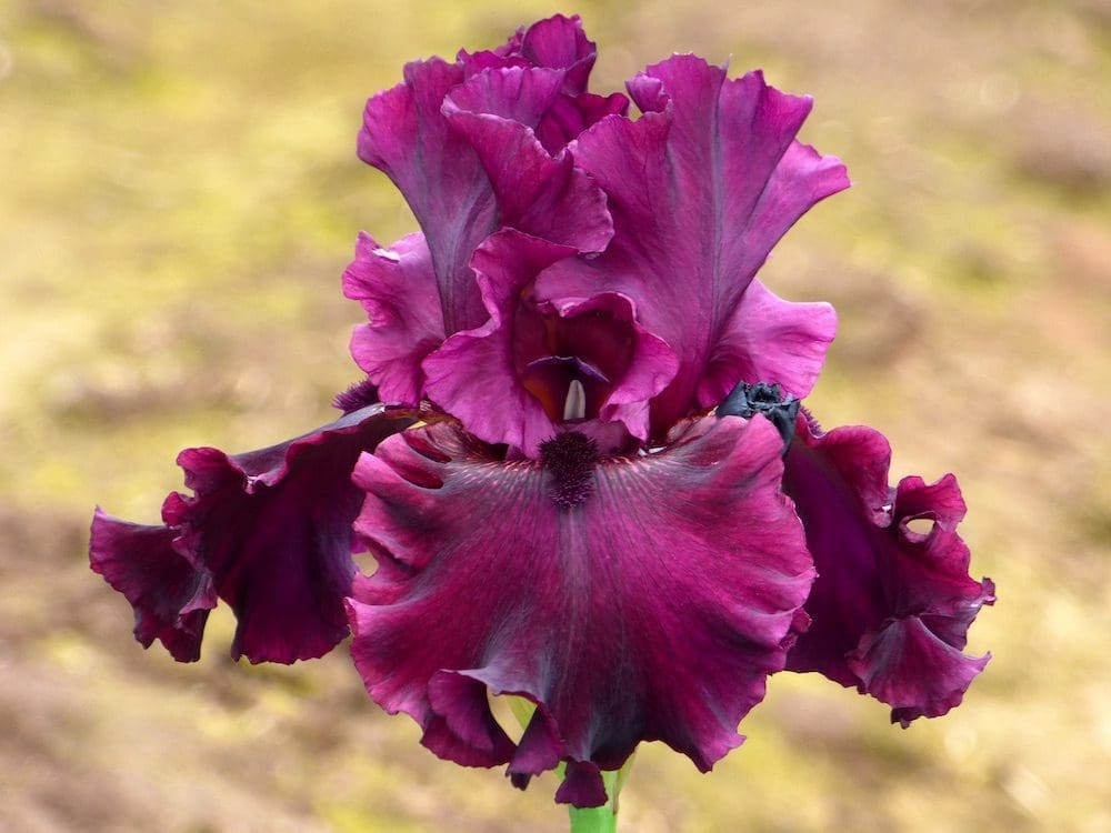 Foto von Diablo Rojo