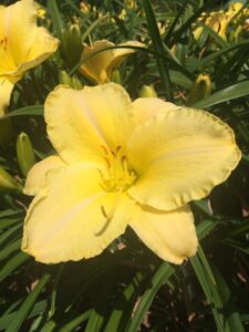 Foto von Dorothe Louise