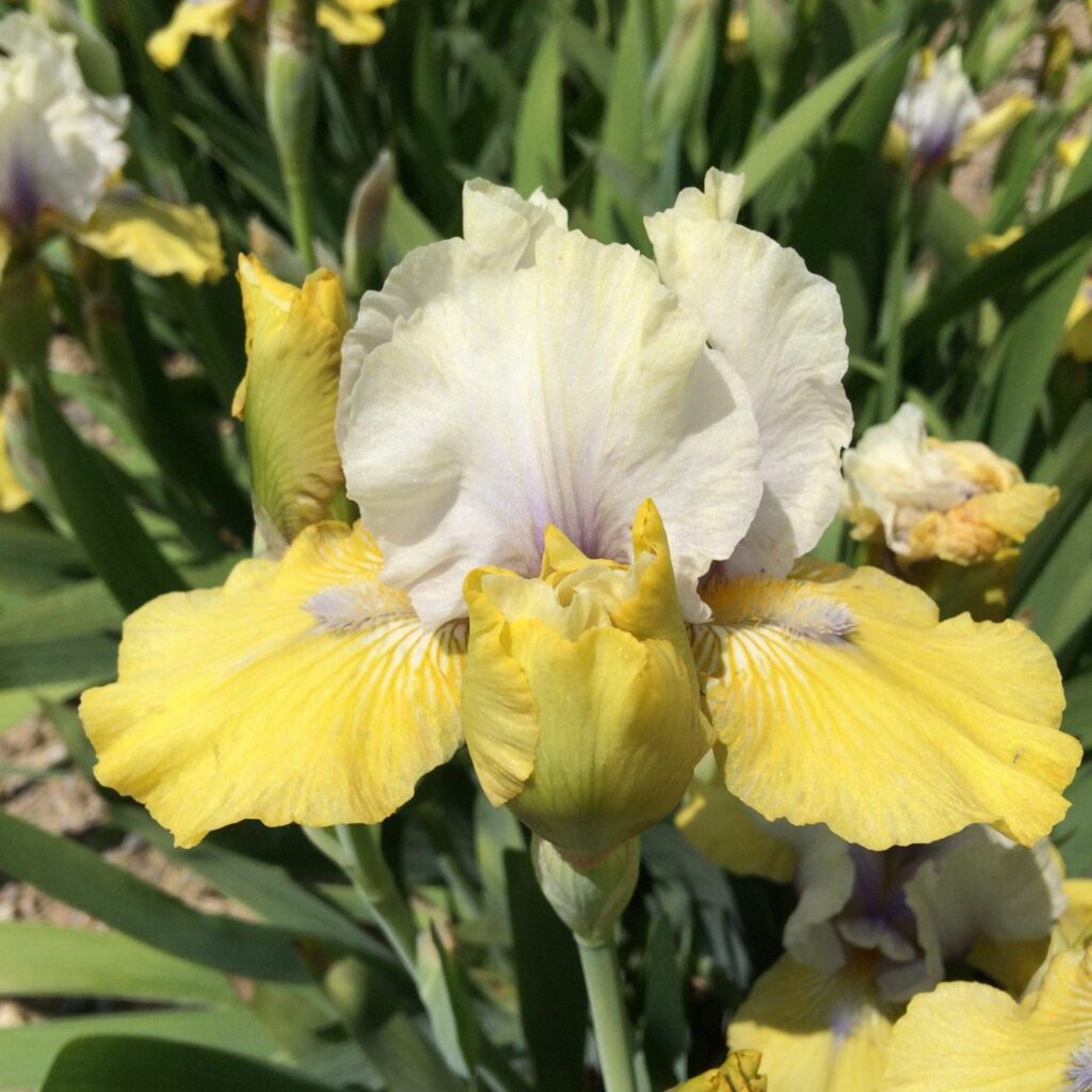 Foto von Double Your Fun - R