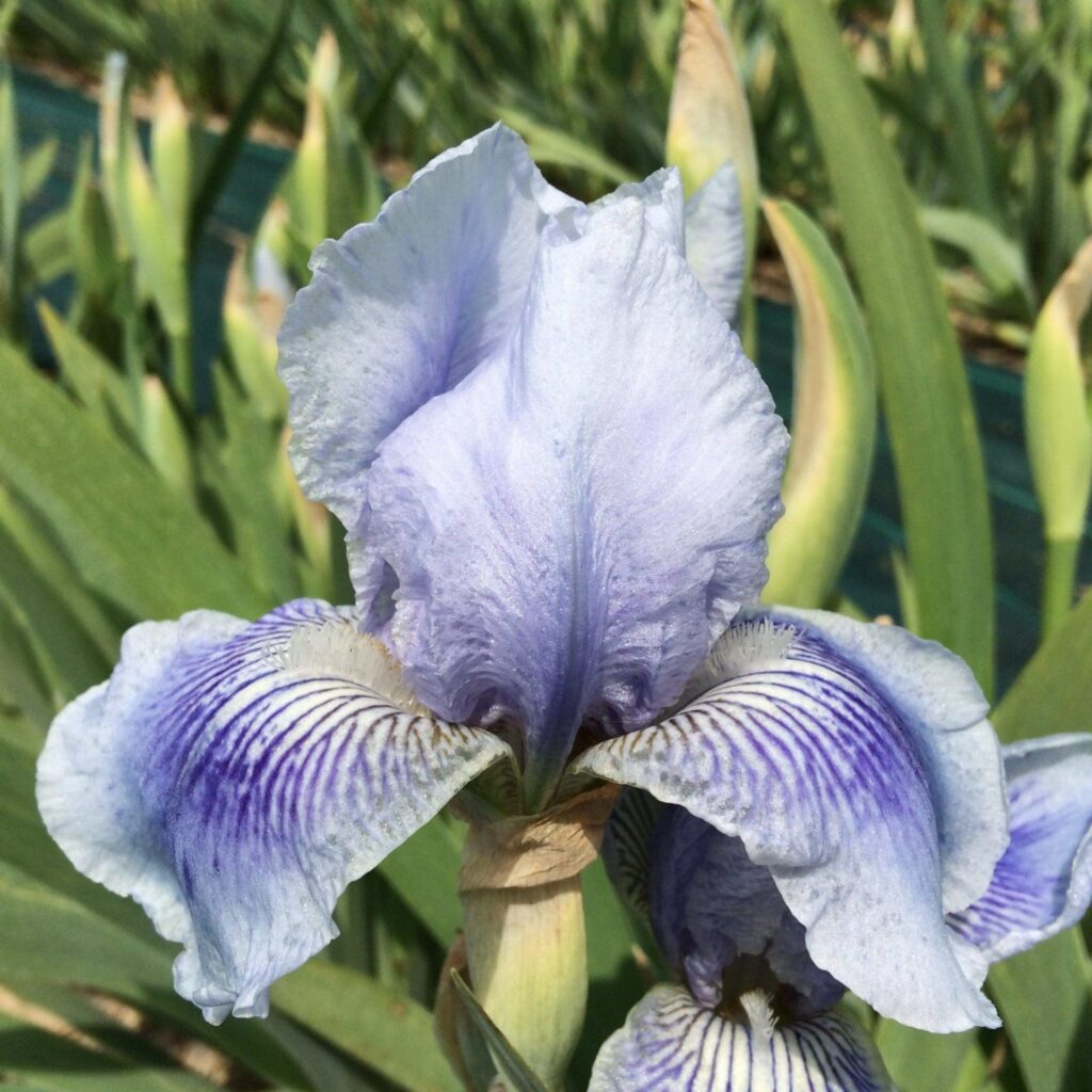 Foto von Drummer Boy - R