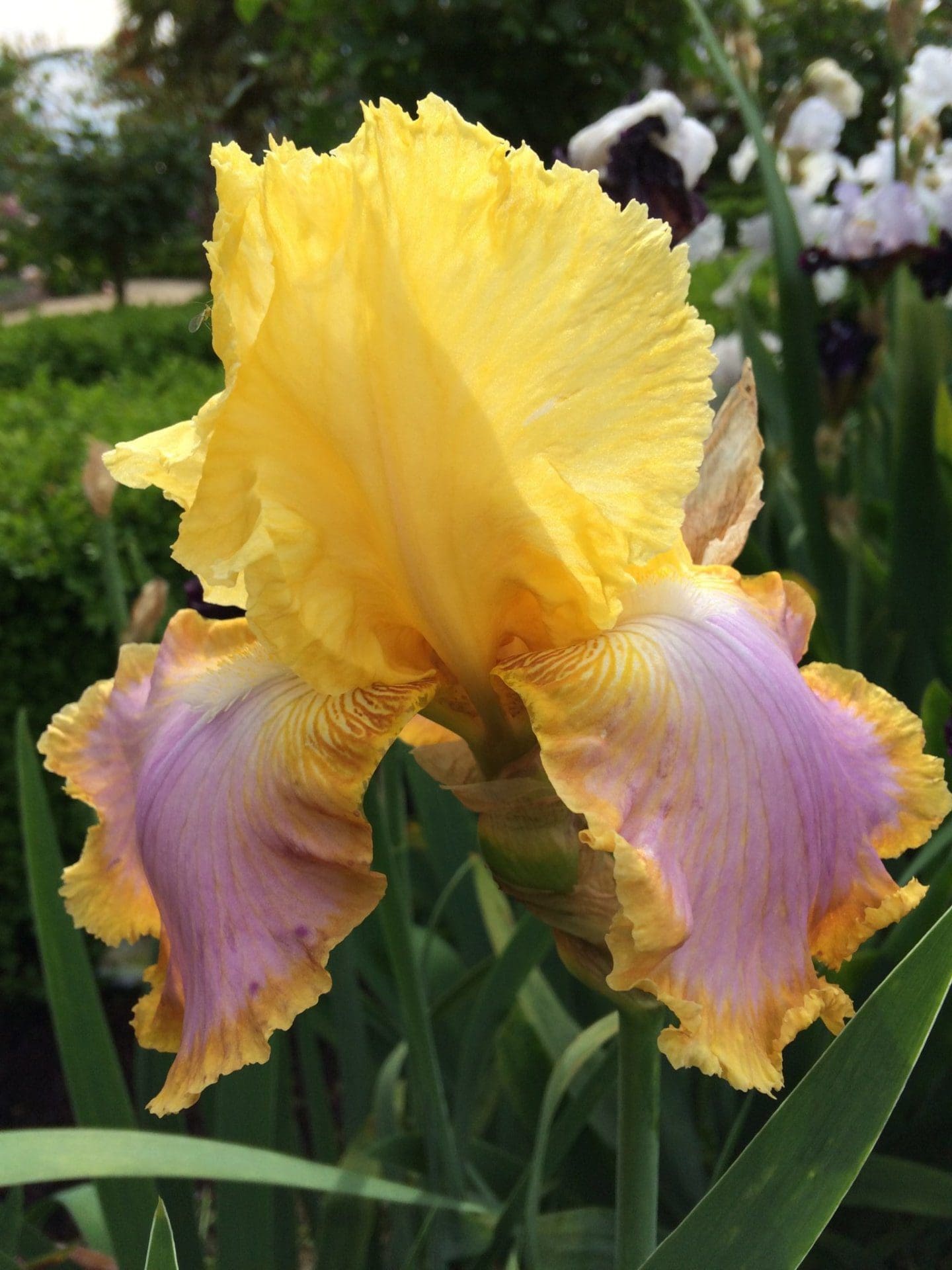 Foto von Enchanted One - R