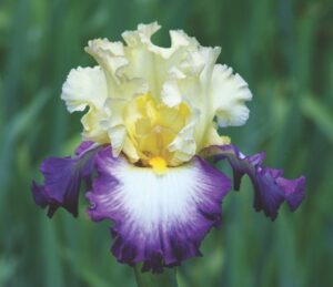 Foto von Engagement Ring