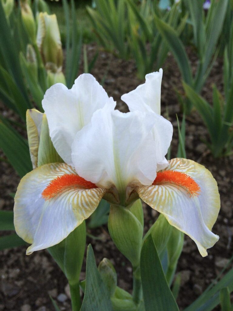 Foto von Ever Cool- R