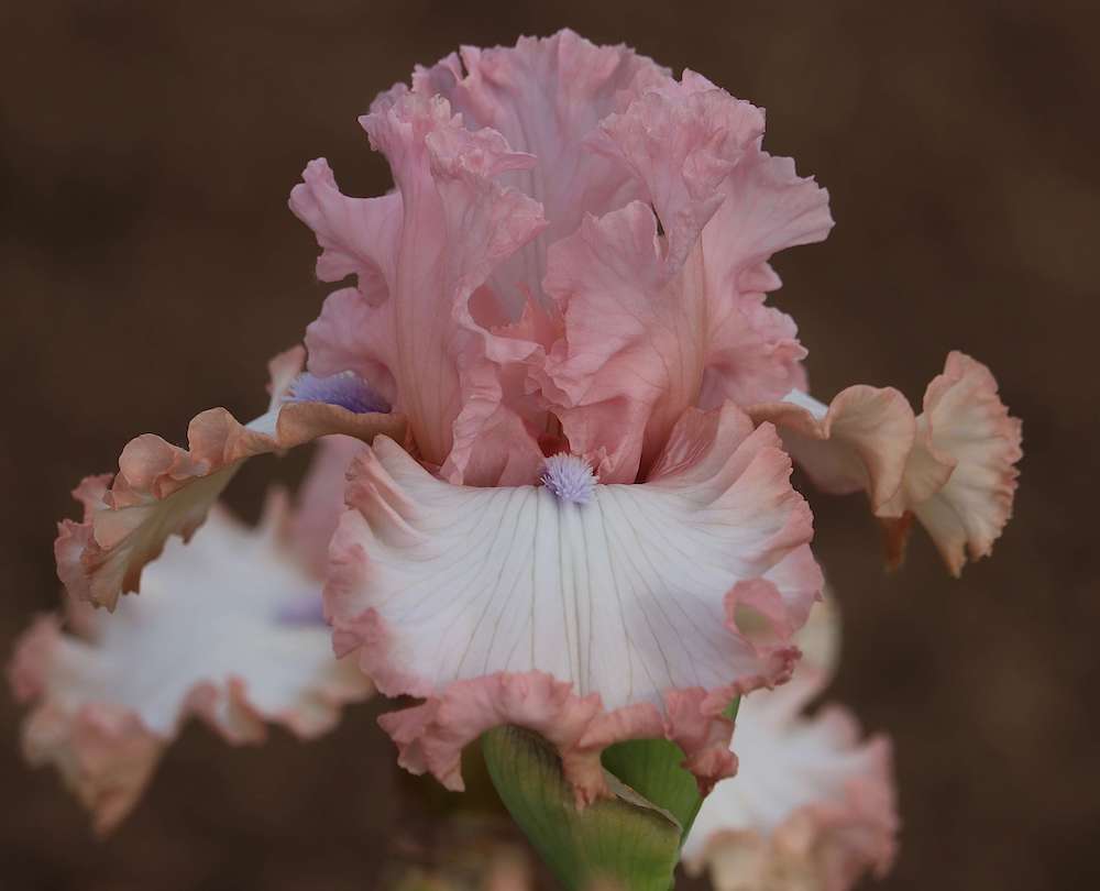 Photo of Eyes Of An Angel