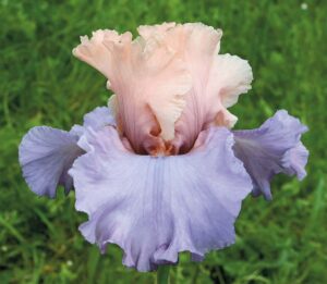 Foto von Fashionista - R