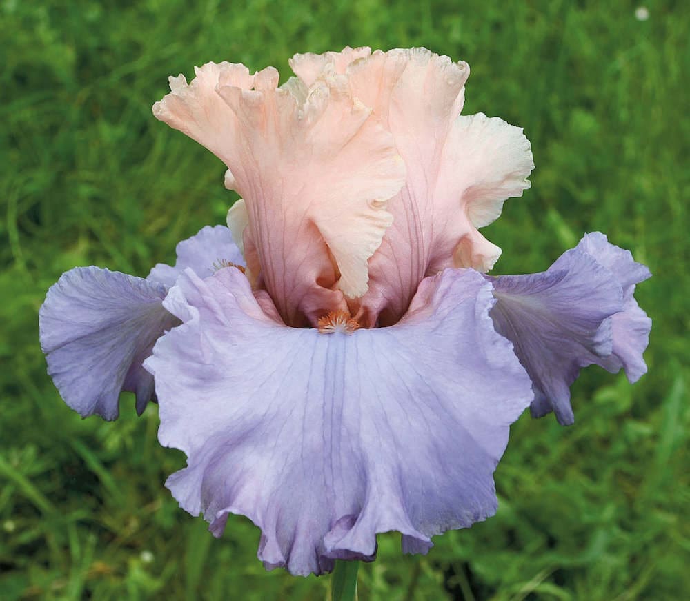 Foto von Fashionista - R