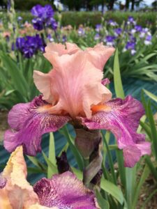 Foto von Faux Pas - R