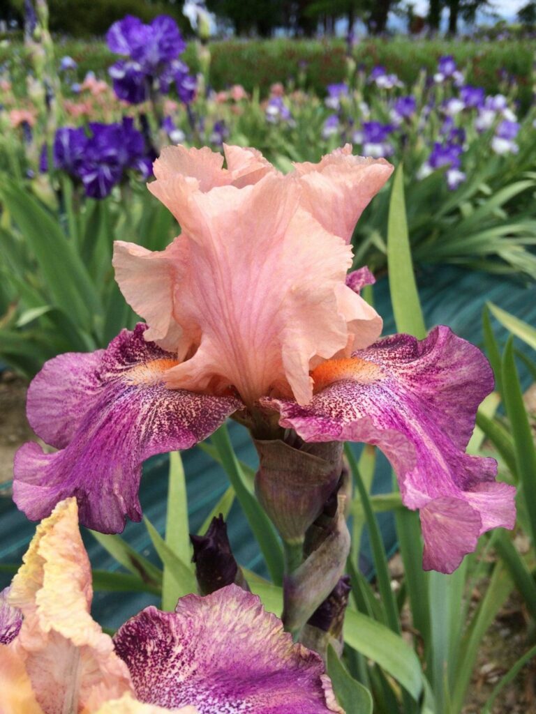 Photo of Faux Pas - R