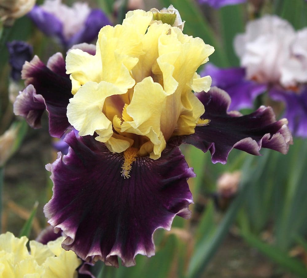 Photo of Football Hero