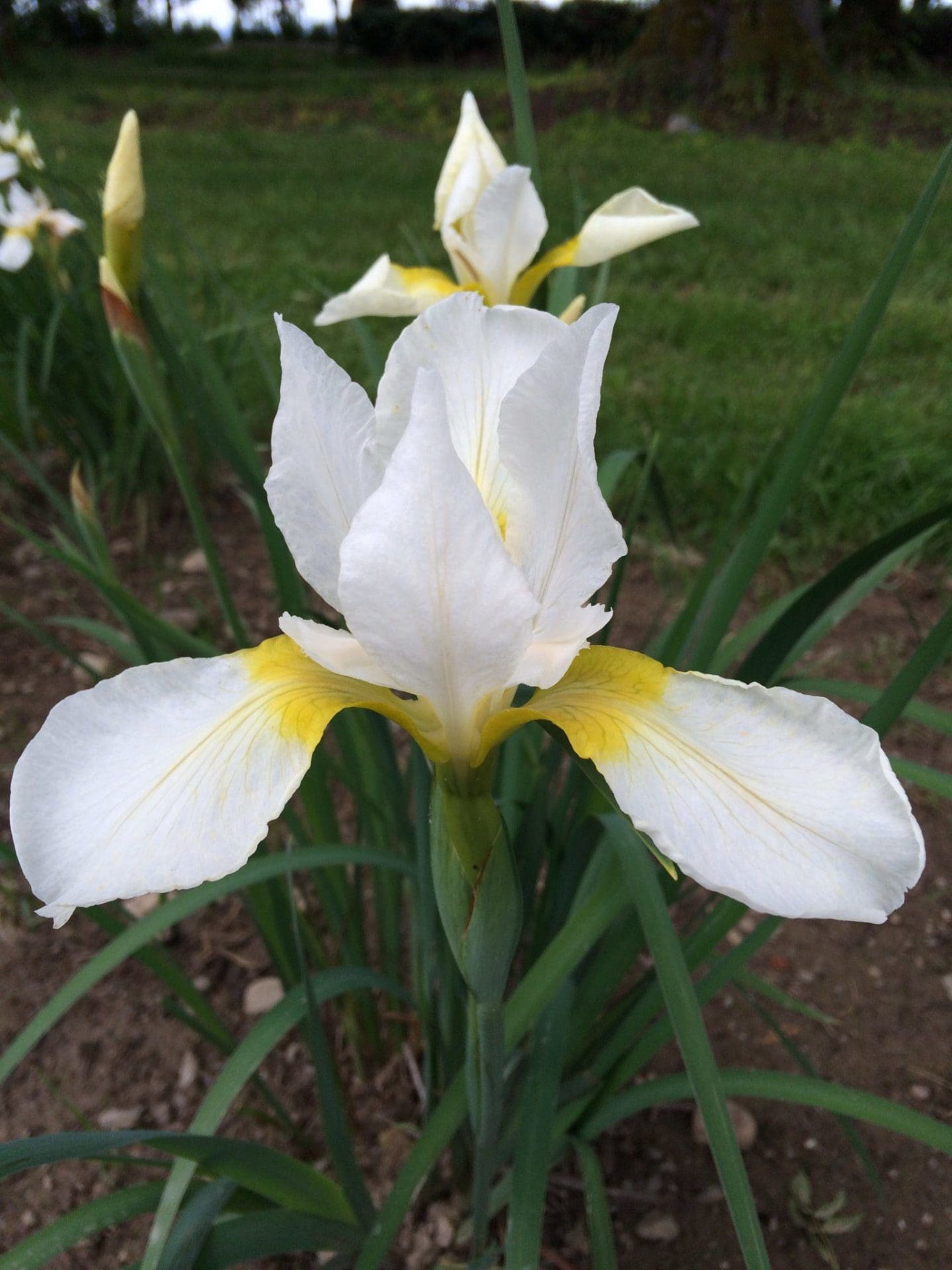 Foto von Fourfold White