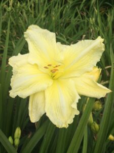 Foto von Frosted Cream