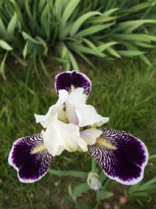 Foto von Frosted Velvet