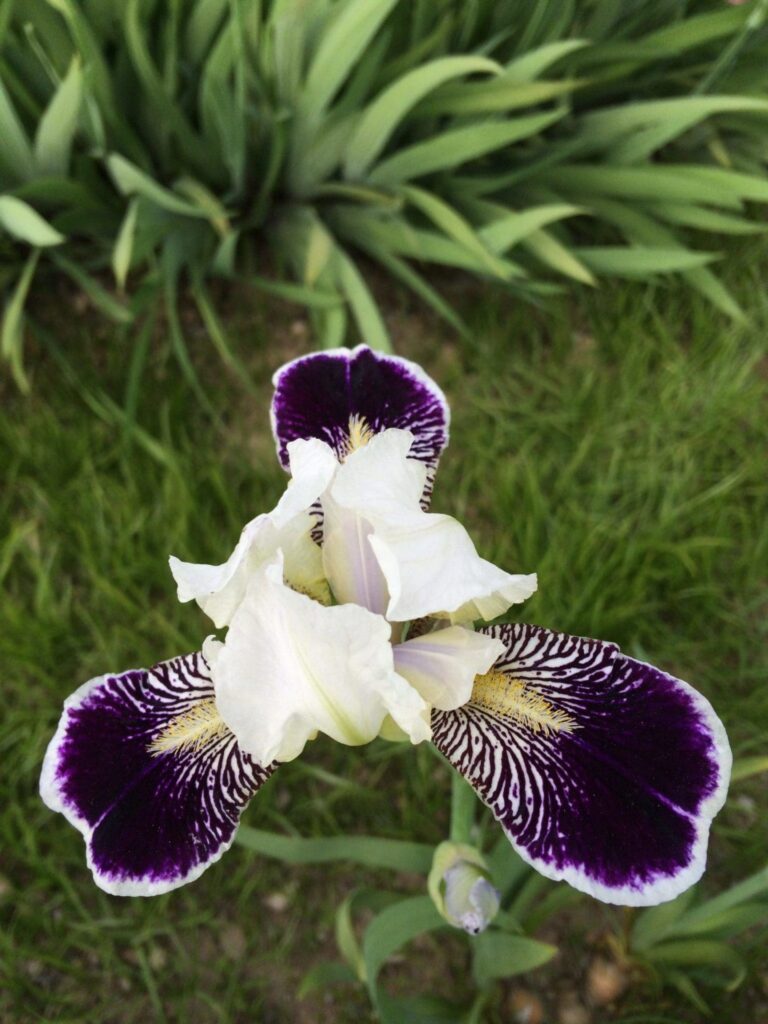 Foto von Frosted Velvet