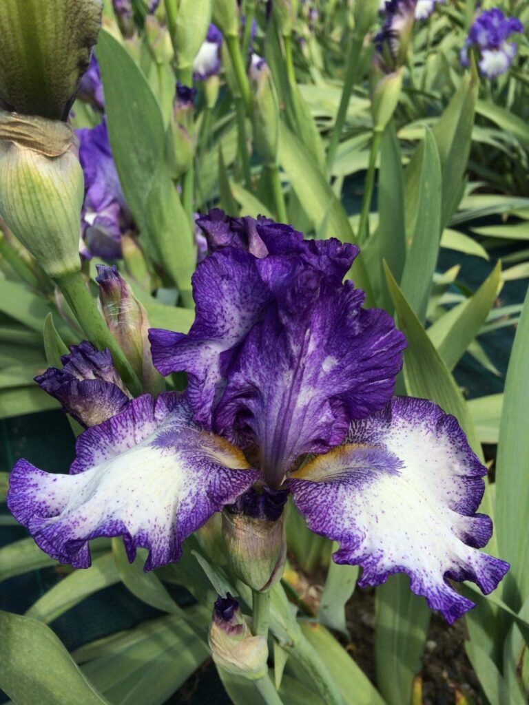 Foto von Gentle Rain