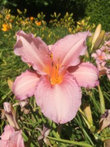 Foto von Gloring Cherry