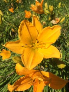 Foto von Gold Bullion