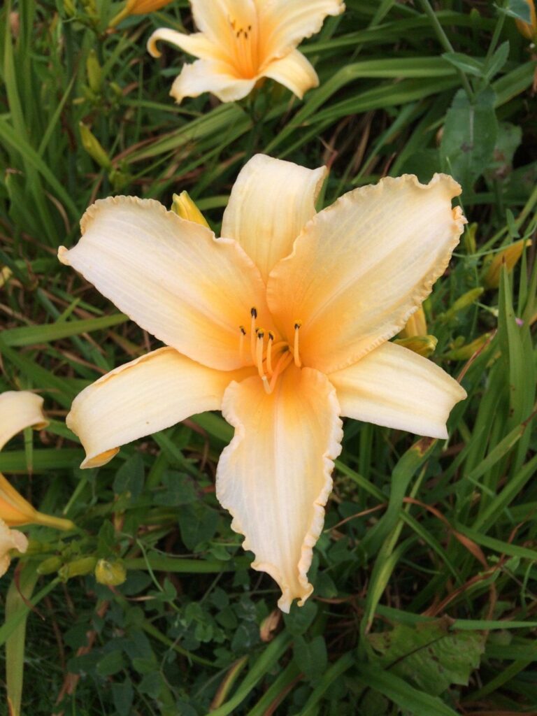 Foto von Graham Bell