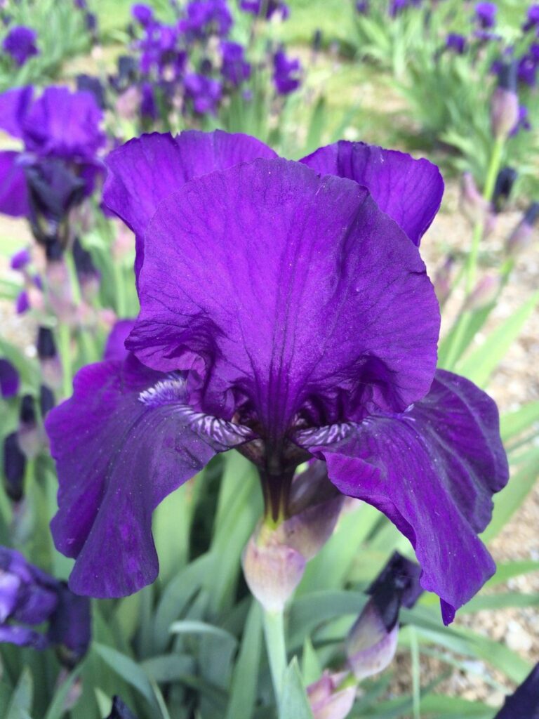 Foto von Halston - R