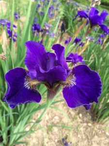 Foto von High Standard