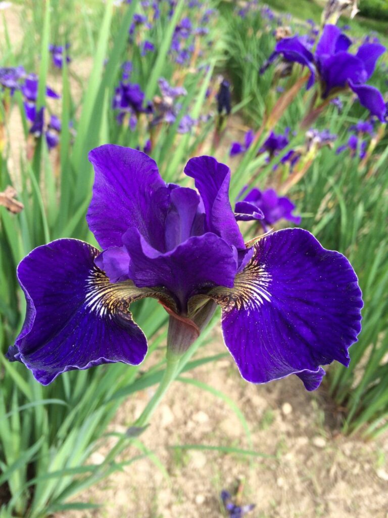 Foto von High Standard