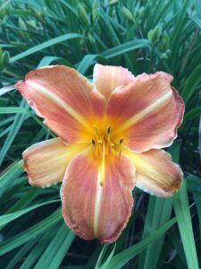 Foto von Jazz Festival