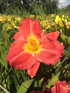 Foto von Jolly Santa