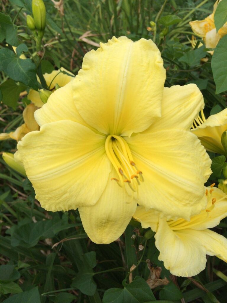 Photo of Late Recurve