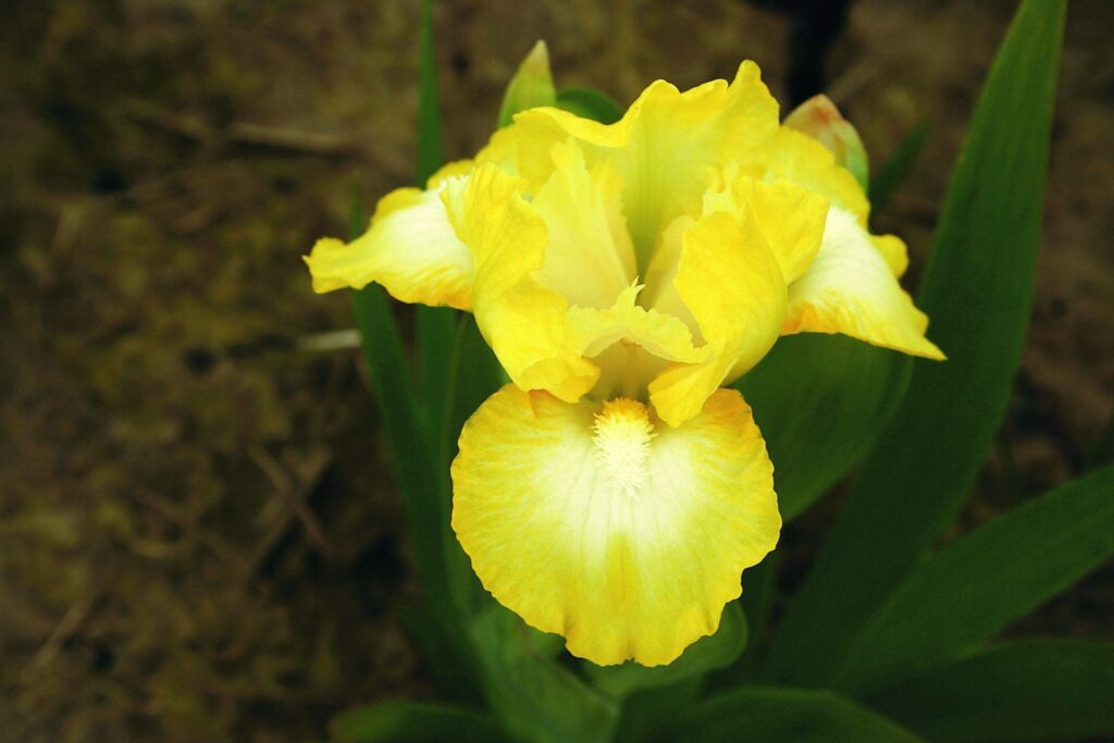 Photo of Lemon Freeze