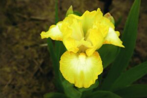 Photo of Lemon Freeze