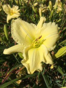 Foto von Lemon Pudding