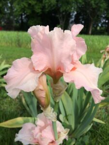 Foto von Lenora Pearl - R