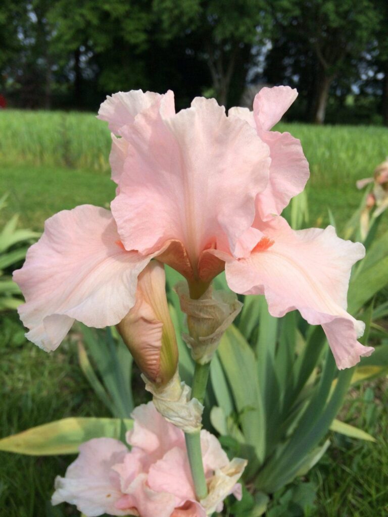 Foto von Lenora Pearl - R