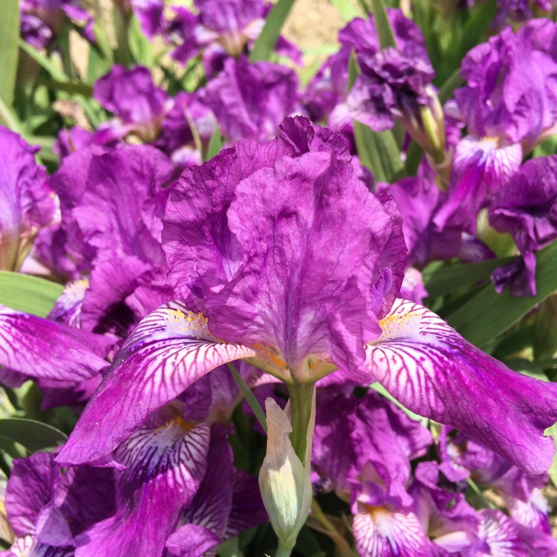 Photo of Little Dream