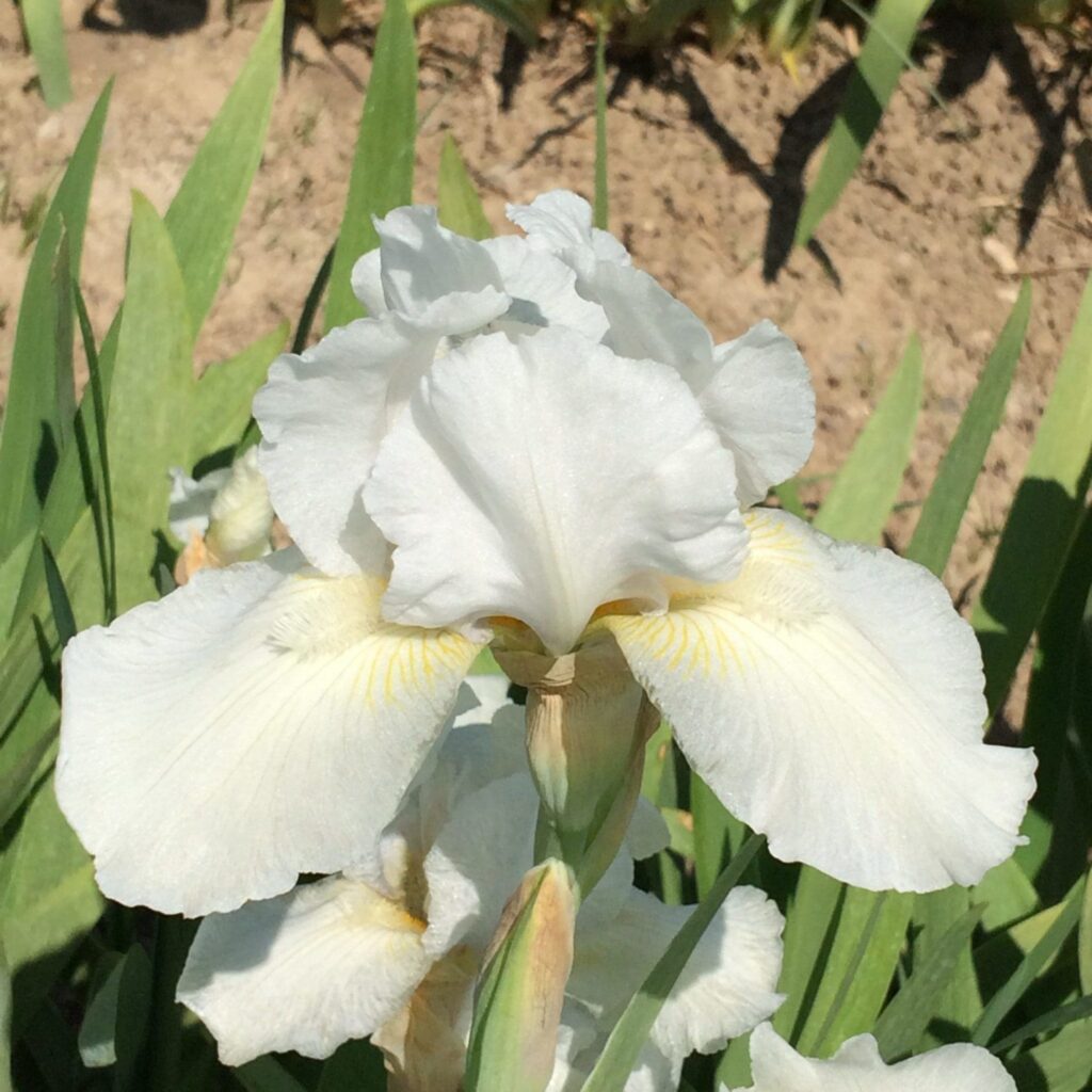 Foto von Low Ho Silver - R