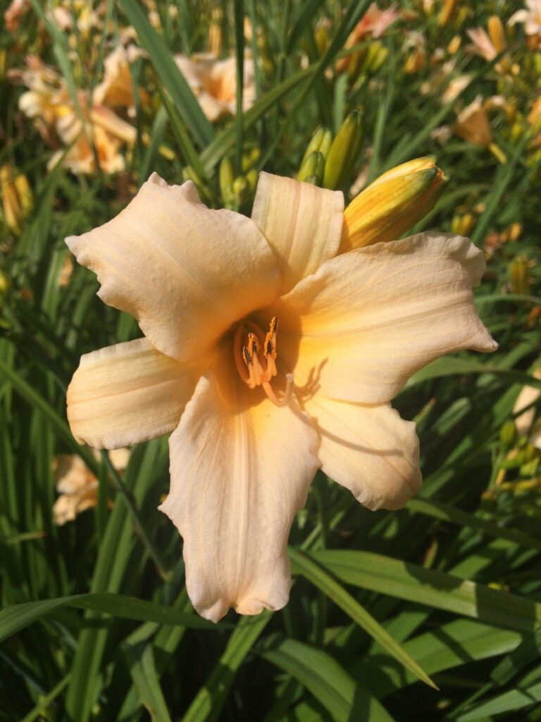 Foto von Lula Mae Purnell