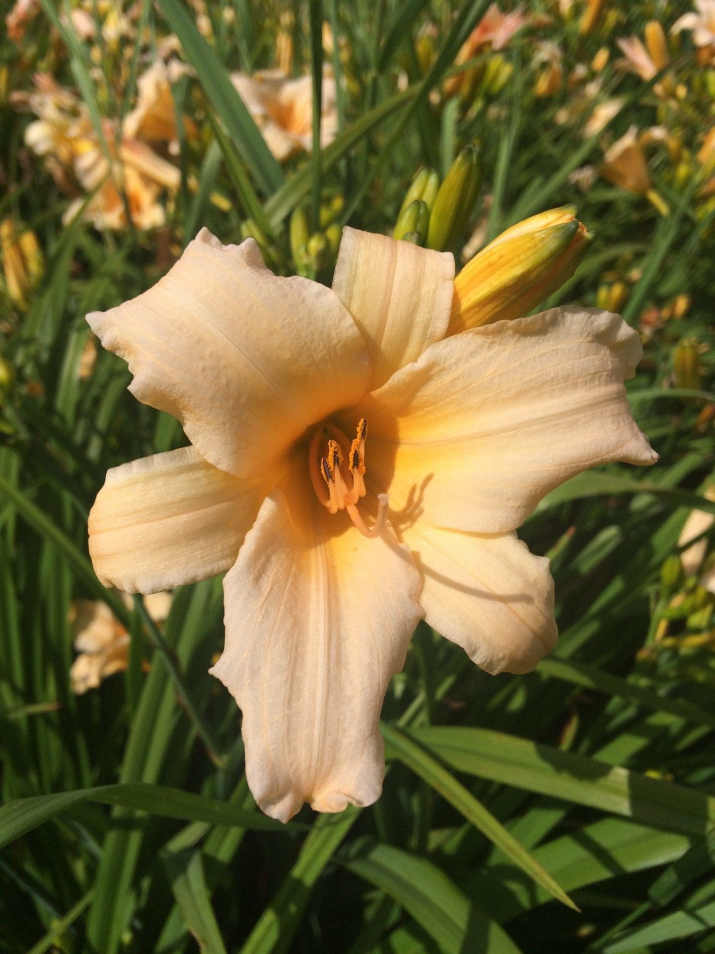 Foto von Lula Mae Purnell