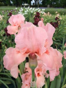 Foto von Magical Encounter - R