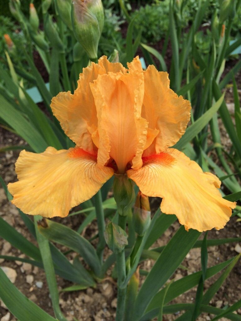 Foto von Maid Of Orange