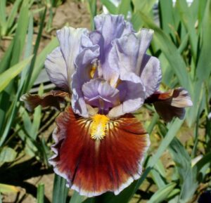 Foto von Man'S Best Friend