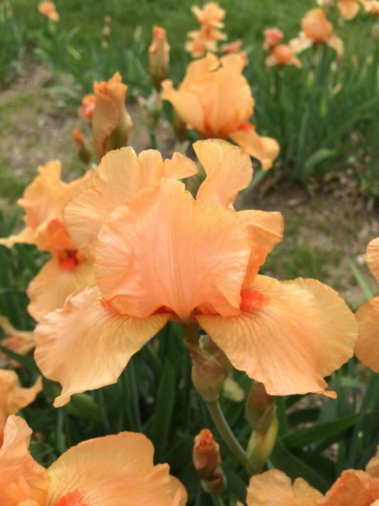 Foto von Many Mahalos - R