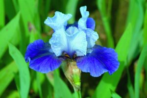 Foto von Mariposa Wizard - R