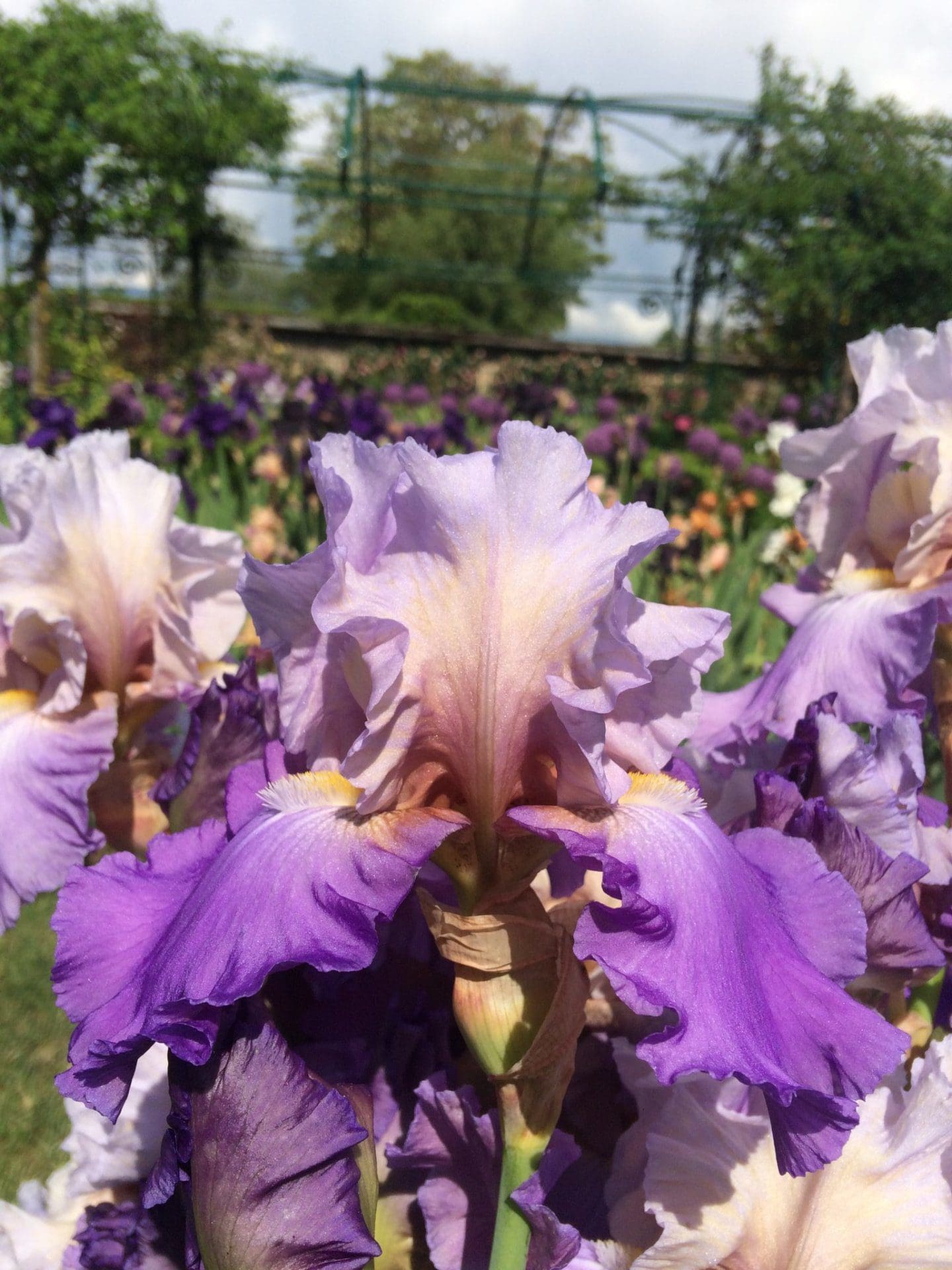 Foto von Mother Earth - R