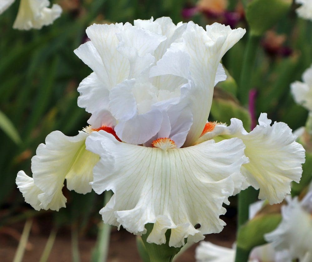 Foto von New Fallen Snow